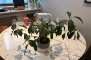 Ginseng Ficus Bonsai Ficus microcarpa