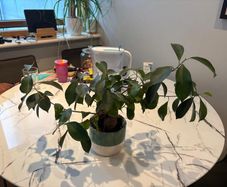Ginseng Ficus Bonsai Ficus microcarpa