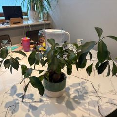 Ginseng Ficus Bonsai Ficus microcarpa