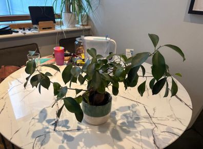 Ginseng Ficus Bonsai Ficus microcarpa