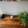 Hall/ console table Image 2