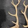 Deer Antlers Image 3