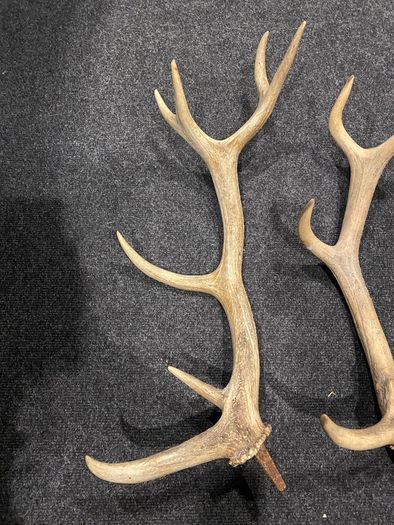 Deer Antlers