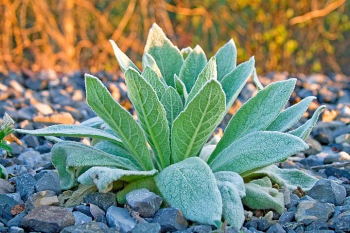 Verbascum thapsus (Common Mullein)