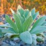 Verbascum thapsus (Common Mullein) Image 2