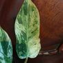 No.1 Philodendron Emerald Queen Image 4