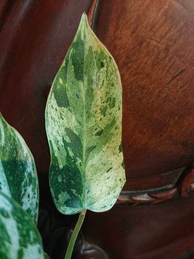 No.1 Philodendron Emerald Queen