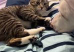 female cat looking for good home only