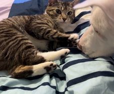 female cat looking for good home only
