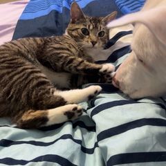 female cat looking for good home only