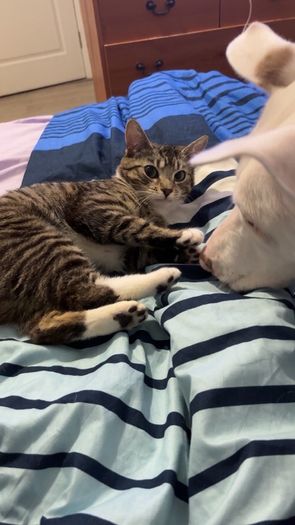 female cat looking for good home only