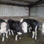 Hereford Bullocks - Forward Stores Image 2
