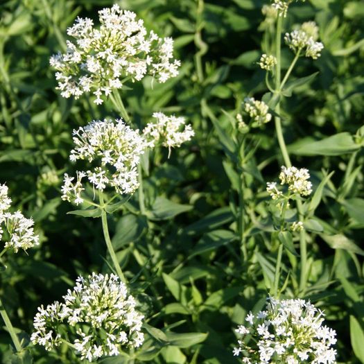 Offshoots, Divisions and Seedlings