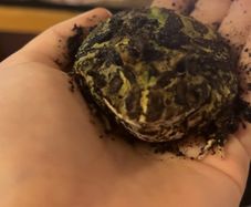 Pacman frog