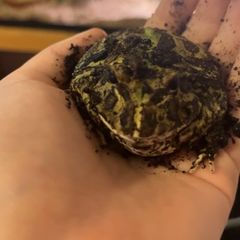Pacman frog