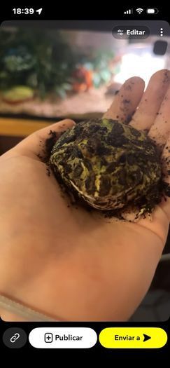 Pacman frog