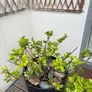 Holly plant - Blue Prince Image 2