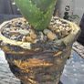aloe vera Image 2