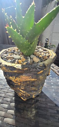 aloe vera