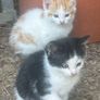 kittens for adoption Image 5
