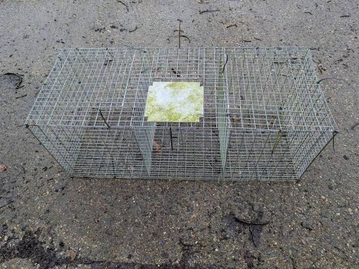 Larsen Trap - Magpie and Grey Crow Trap