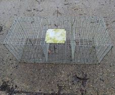Larsen Trap - Magpie and Grey Crow Trap