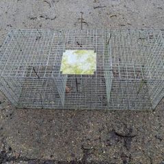 Larsen Trap - Magpie and Grey Crow Trap