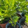 Cherry Laurel plants / hedge Image 4