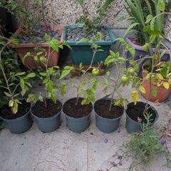 tomato