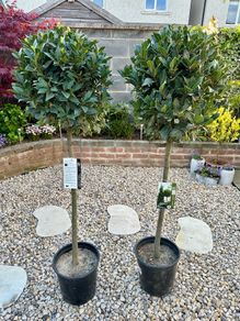 Laurus Nobilis with 45cm head in 12L pot and 140cm in height