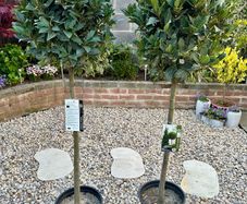 Laurus Nobilis with 45cm head in 12L pot and 140cm in height