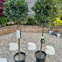 Laurus Nobilis with 45cm head in 12L pot and 140cm in height