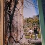 Thomas Pakenham / The Remarkable Baobab / 2004 Image 6