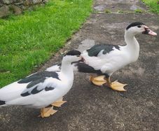 muscovey Drake and duck