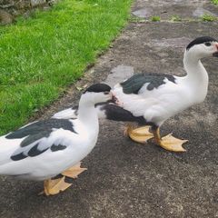 muscovey Drake and duck
