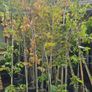 Very Large Trees 25euros Image 3