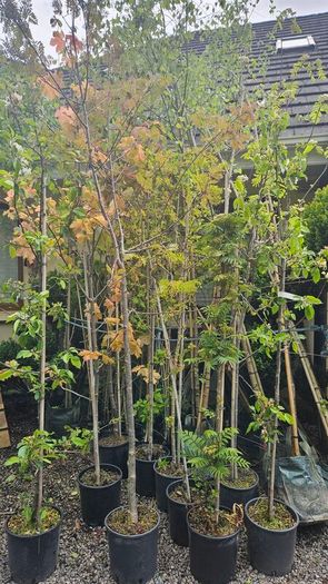 Very Large Trees 25euros