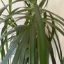 plants Image 2