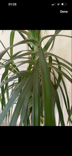 plants