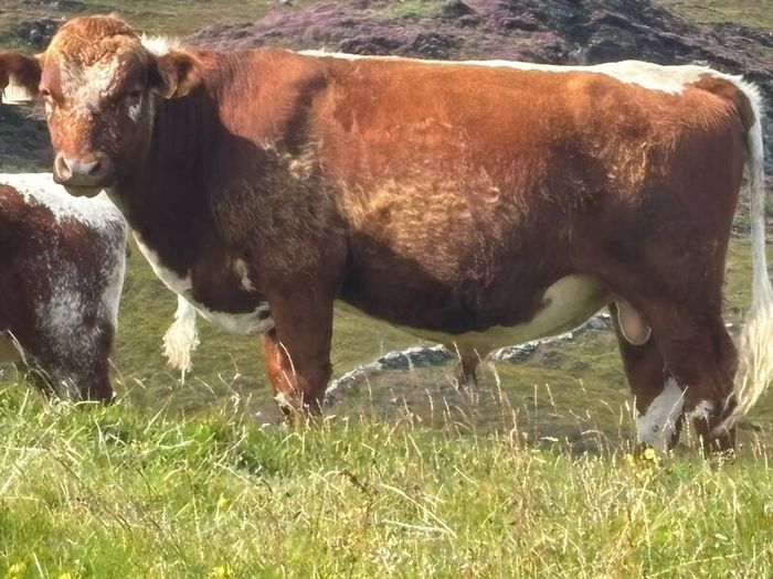 Irish Moiled Bull