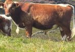 Irish Moiled Bull