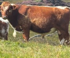 Irish Moiled Bull