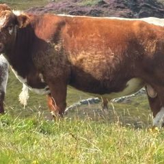Irish Moiled Bull