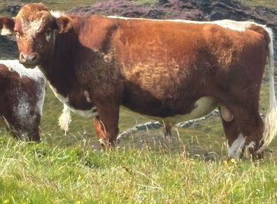 Irish Moiled Bull