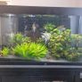 fish tank Image 4