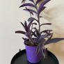Houseplant Tradescantia Purple Queen Plant Image 3