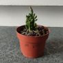 Cactus Image 2