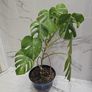 Monstera Albo Variegated - house plant - indoor plant Image 2