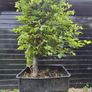 Beech tree Image 2