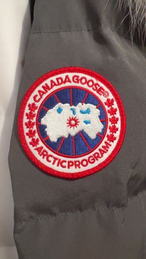 Canada goose